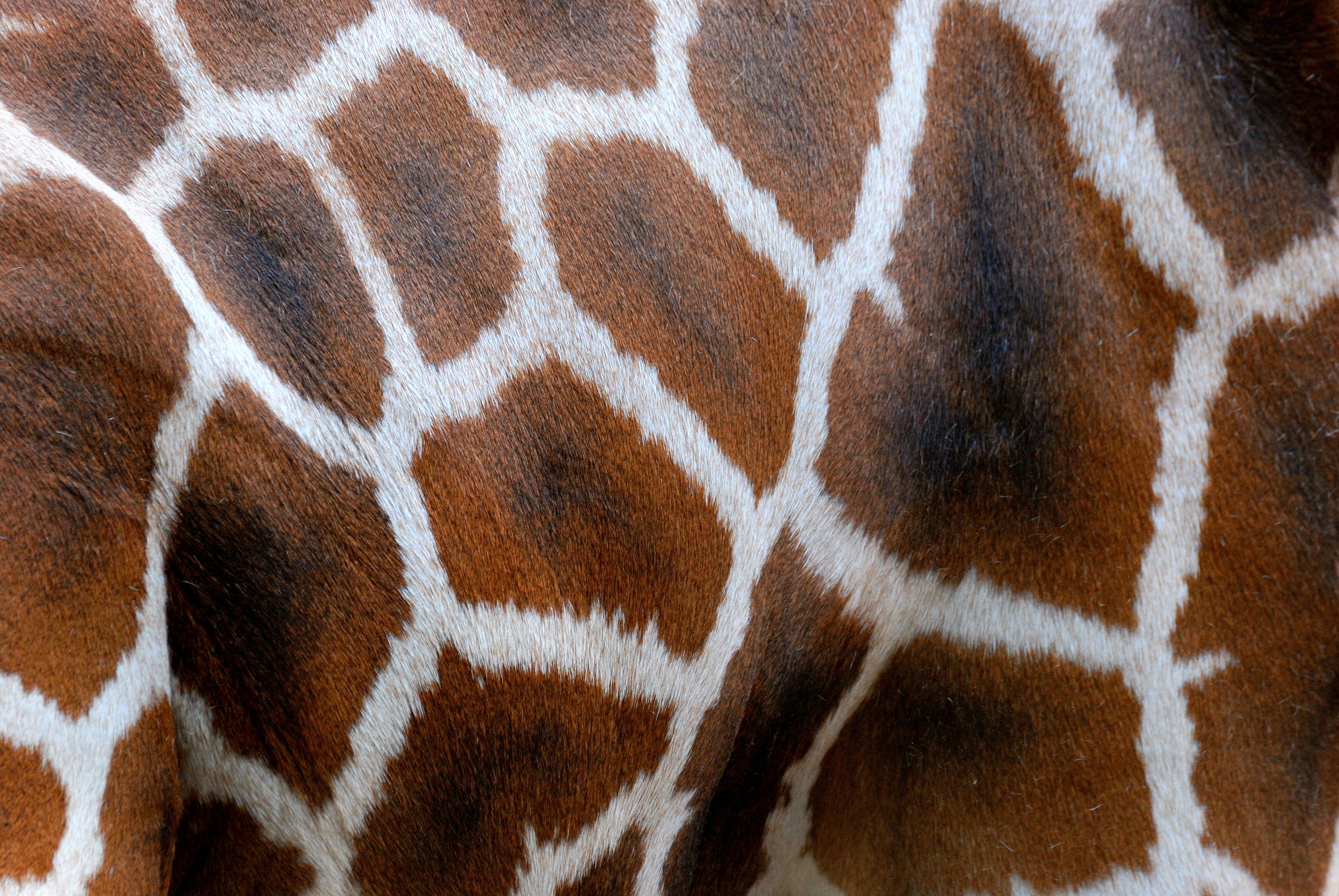 Giraffe banner